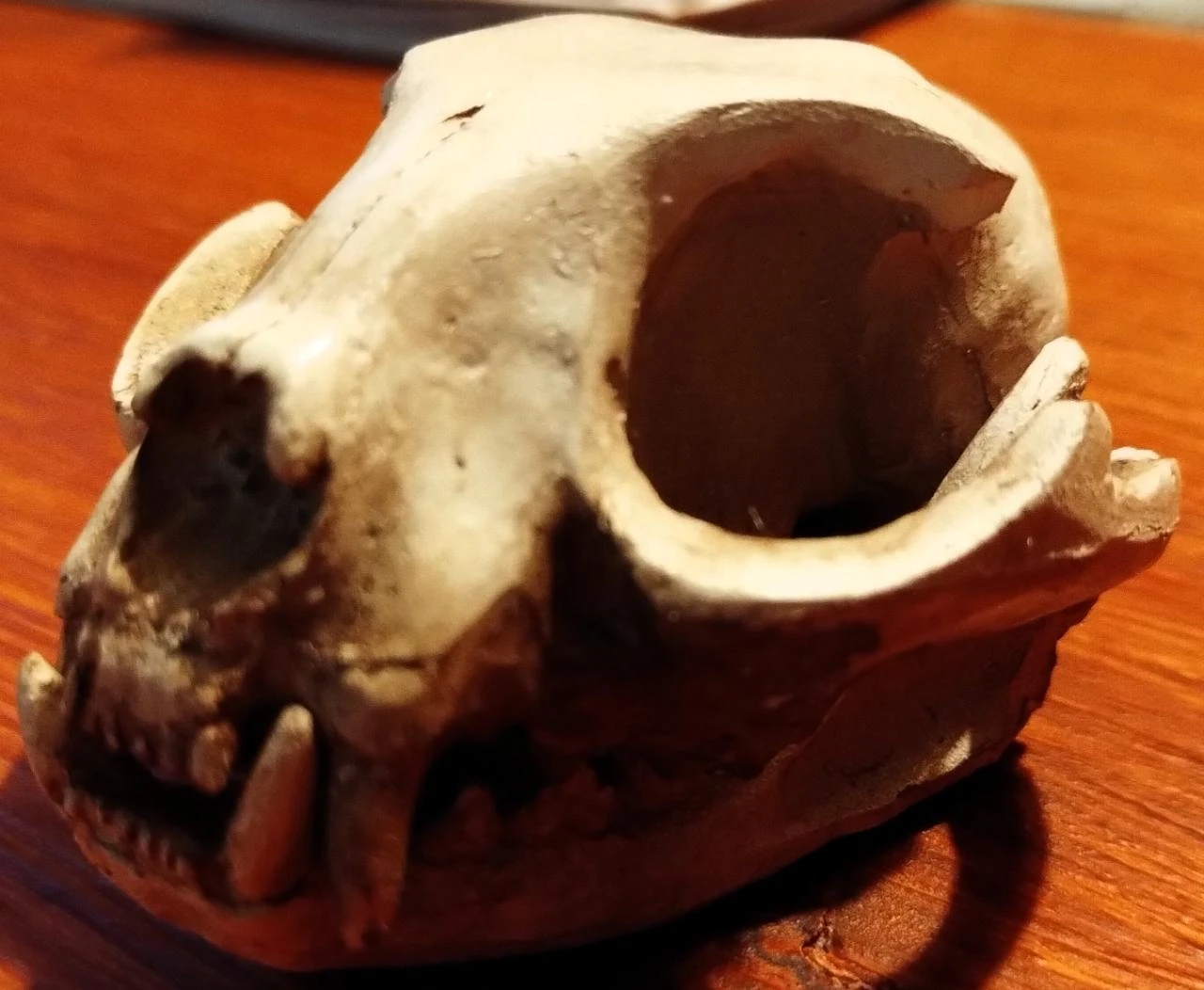 Caveira Gato Decorativa Cranio Skull – photo 7